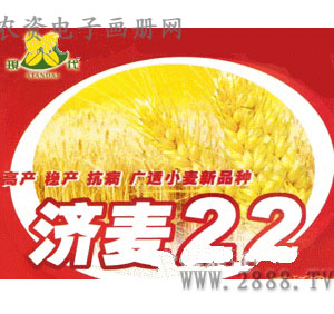 现代济麦22