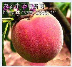 新川中岛――甜桃之王-重庆果之王园艺公司-农