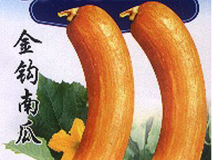 金钩南瓜